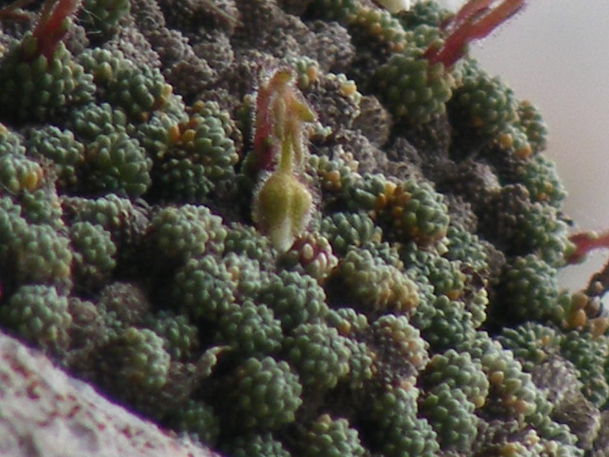 Saxifraga tombeanensis / Sassifraga del Monte Tombea